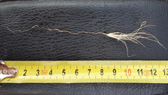 A small dead grass 19 days after rainfall. The root is relatively long but it is too short to utilize the higher soil water content below the topsoil.