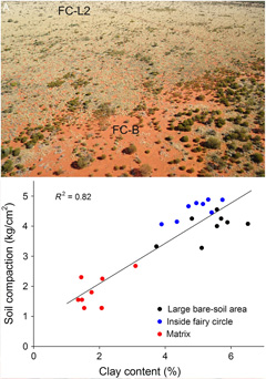 Soil compaction which inhibits vegetation inside the fairy circles of plot FC-L2 (image A) and similarly in the large bare-soil areas of plot FC-B was directly dependent on clay content in the upper soil layer. Mean clay content in the large bare-soil area was 5.4%, even higher than the 4.9% inside the fairy circles. In contrast, clay content and soil compaction were significantly lower in the soils of the matrix vegetation in plot FC-L2.