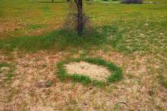 A large collective plant ring with a diameter of 90 cm formed spontaneously after rainfall in February 2021 at Donkerhuk farm. The ring is composed of the annual grass <i>Schmidtia kalahariensis</i> and the annual forb <i>Crotalaria podocarpa</i>.