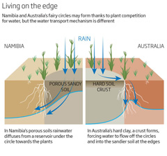 The Australian fairy circles are similar to the Namibian circles as an extra source of water for the surrounding grasses (source: New Scientist).