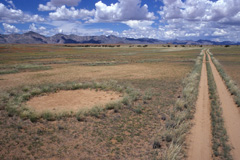 An image from the year 2000 of a fairy circle next to a car track in the Marienfluss Valley. Fairy circles store water underground in the sand and supply - similar to the car track - the edge plants with surplus water.