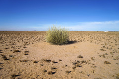 A <i>Euphorbia damarana</i> bush and a fairy circle near the Brandberg.