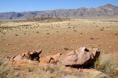 Fairy circles in the Marienfluss Valley. The patterns of the circles are extremely regular and homogeneously distributed.