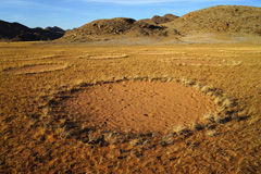 Fairy circles in the area of the Giribes Plains.