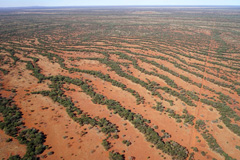 Self-organized plant patterns are particularly known from woody stripes that grow parallel to dry slopes. This image from 2017 shows <i>Acacia</i> trees that catch water along a mountain slope in arid Australia.