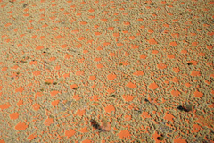 Fairy circles near Newman in Western Australia.