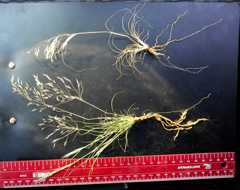 We excavated various sizes of still living and greenish matrix grasses (lower plant) to compare them with the dead grasses from within the fairy circles (upper plant). The roots of the dead fairy circle grasses were as long or even longer than the roots of the living matrix grasses and signs of termite herbivory were completely absent.