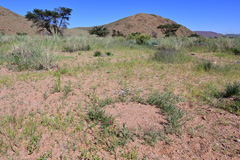  A collective plant ring composed of annual <i>Schmidtia kalahariensis</i> grasses at Landsberg.