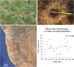The widespread perennial grass <i>Eragrostis nindensis</i> builds green tussocks in the moister interior of Namibia (upper left) but in drier regions it forms rings (u.r.). We measured the ring diameters of 90 grasses in 22 locations (lower left) but mean annual precipitation per se does not determine the size of the ring (l.r.).