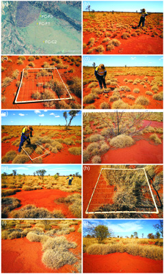  The plots FC-F1 (panels b,c), FC-C2 (d-f), and FC-F3 (j-j) burnt 3.5, 4.5, and > 15 years ago respectively. With increasing time after fire, the <i>Triodia</i> grasses form increasingly merged barriers around the circles, thereby maximizing their access to runoff from the gap (i). Note the mechanical soil crusts in the foreground where water is trapped (i,j).