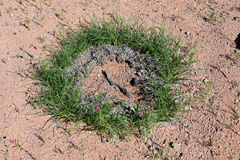 A typical tussock ring of the grass species <i>Stipagrostis namaquensis</i> at Landsberg farm in southern Namibia.