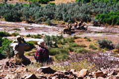 Approaching elephants on foot in Damaraland without being noticed by them.