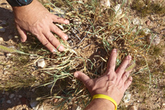 Some perennial grasses like here <i>Cenchrus ciliaris</i> reveal their central dieback only with a little extra help.