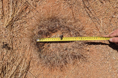 The perennial grass species <i>Eragrostis nindensis</i> is widespread in Namibia. It forms rings particularly in the drier west below 250 mm mean annual precipitation.