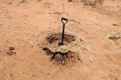 An excavated ring of <i>Stipagrostis namaquensis</i> in the dry year 2023 reveals very dense roots. This ring-forming plant is commonly known as river bushman grass, which catches and stabilizes silt and organic material in river beds and drainage lines.