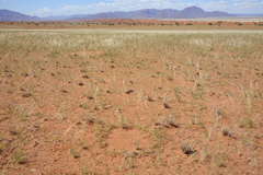 This image shows the southern NamibRand Nature Reserve and the annual forb <i>Limeum argute-carinatum</i> in February 2021. Remarkably, this plant forms rings right next to fairy circles, which can be seen in the back.
