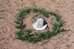 A large green ring of <i>Stipagrostis namaquensis</i> at Landsberg during the rainy season 2022.