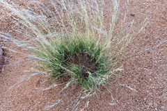 Another ring-forming grass of the same genus <i>Stipagrostis</i>, here photographed at Hammerstein east of the Nubib Mountains.