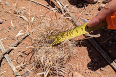 Also the grass species <i>Stipagrostis obtusa</i> forms rings. Here is a very small example from the C27 road north-west of the Nubib Mountains.