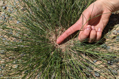Sometimes the grass <i>Stipagrostis uniplumis</i> may form rings such as here on top of Bosua Pass.