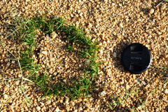 Ring formation of plants in the Namib shows great diversity. Here <i>Xerophyta humilis</i> builds a small ring at Spitzkoppe Mountain.